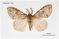 藏品(L紋褐舞毒蛾)的圖片